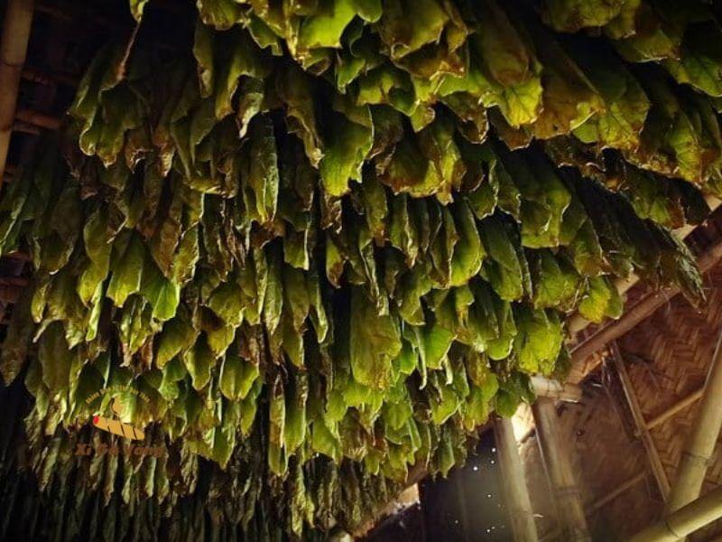 iai đoạn lên men lần đầu kéo dài từ vài tuần đến vài tháng